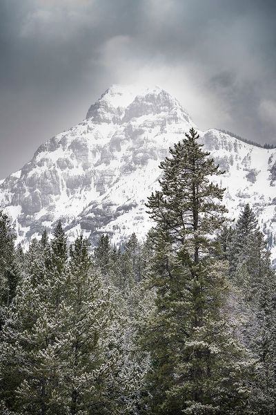 Wyoming-Yellowstone National Park Spring snow storm on mountain